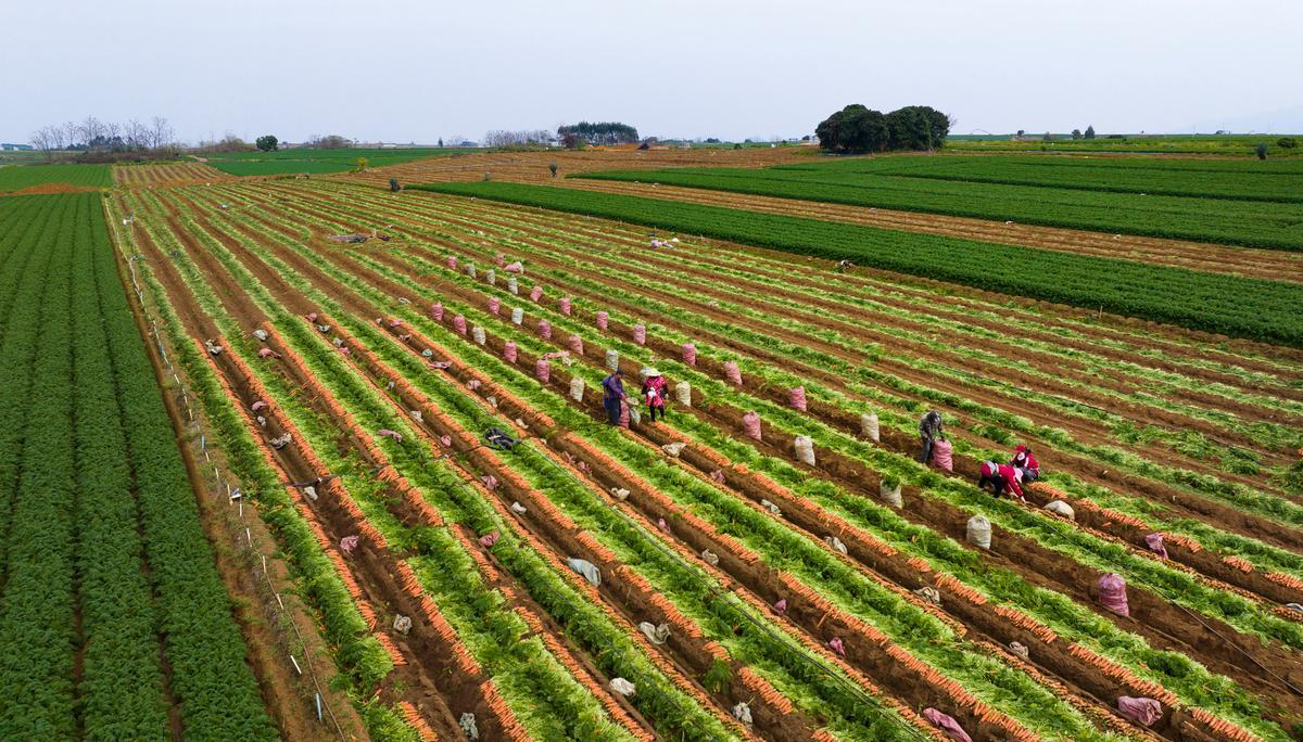 细思极恐！农业间谍潜入中国，专偷粮食“核心机密”，国家安全部已警示

一场没有硝