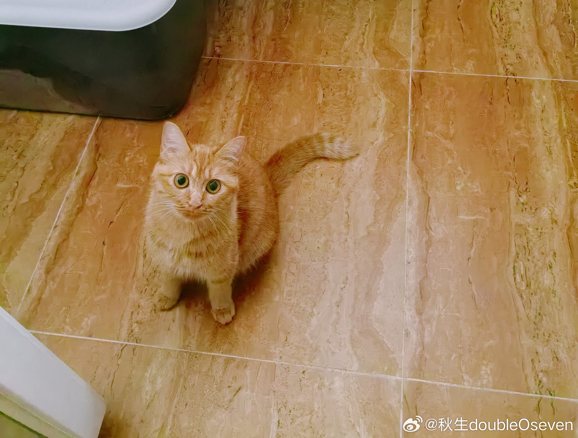 苹果喵喵 看书的时候一扭头…这谁还看得下去书啊