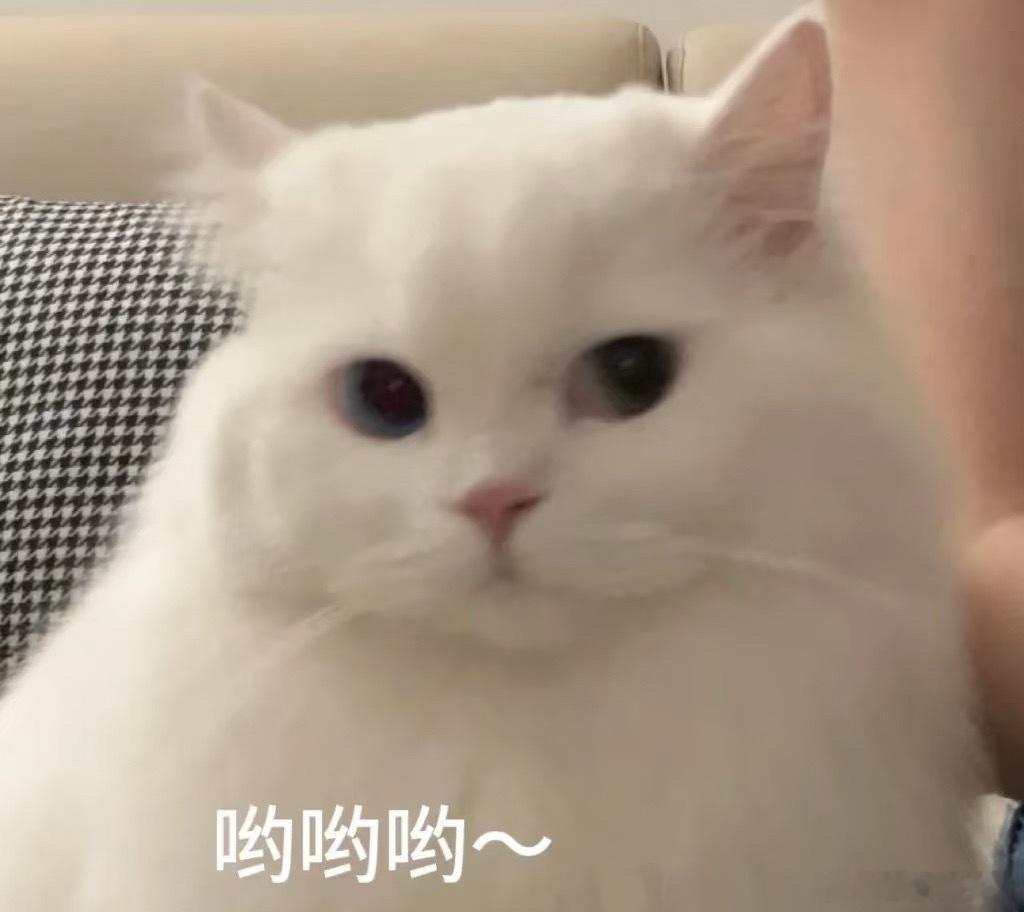 费嘟嘟发现自家老骆也是有点心机的🤨🤨🤨他出差谈项目的时候，老骆大部分时间就