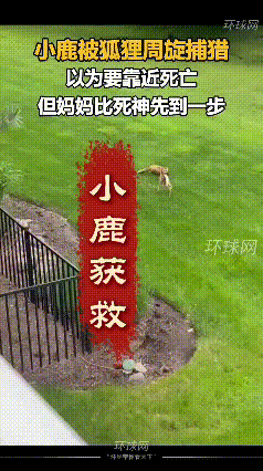 看完这条视频，场面十分紧张。小鹿被狐狸缠住，处境十分危险，就在紧要关头，鹿妈妈快