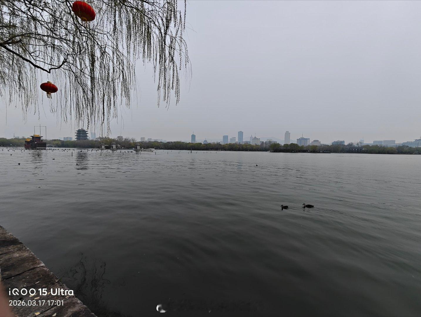 也是来到了大明湖畔。明湖北路明湖畔。湖里大鸭转转转iqoo15 ultraiqo
