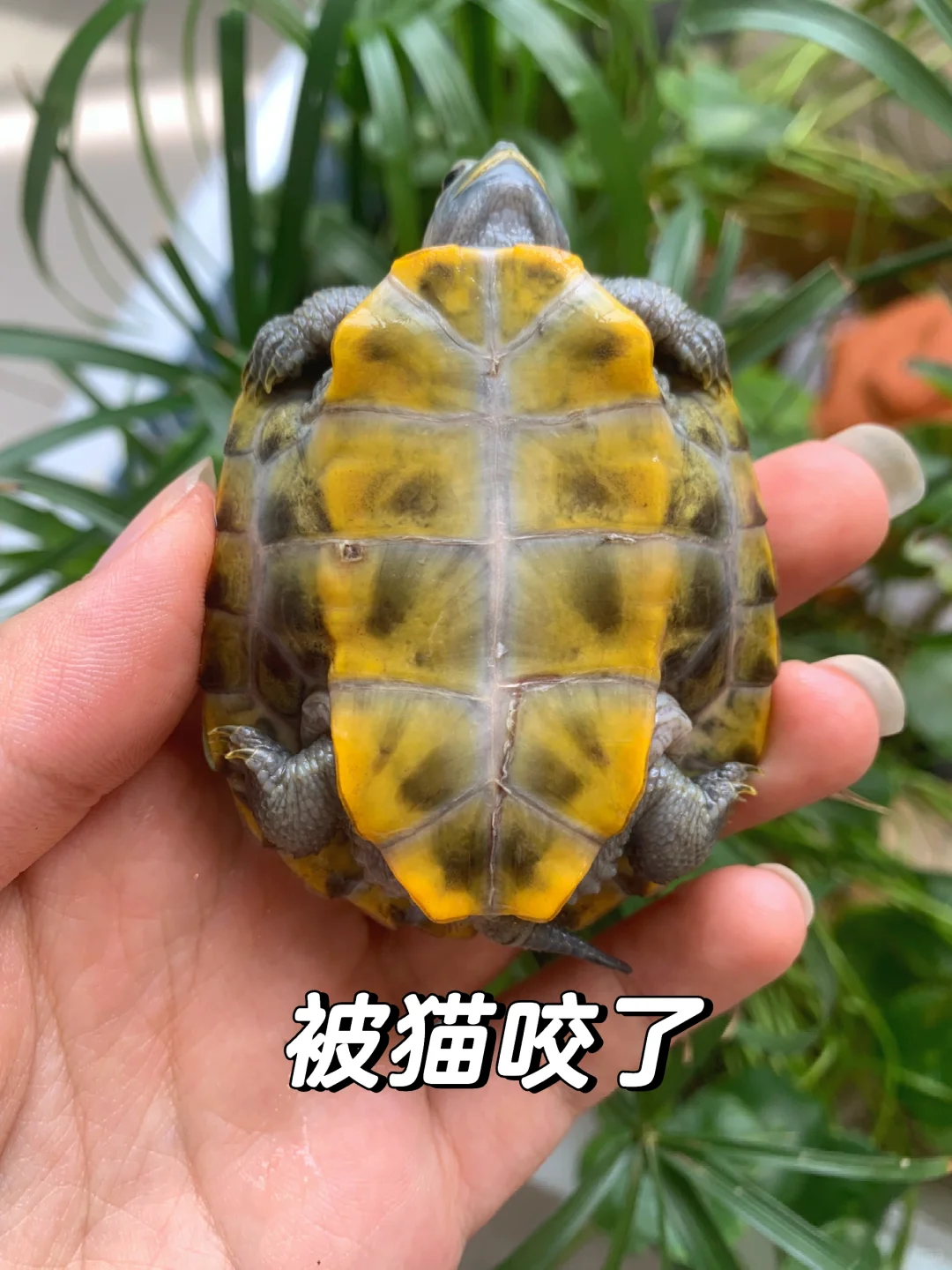 谢猫咪不鲨之恩