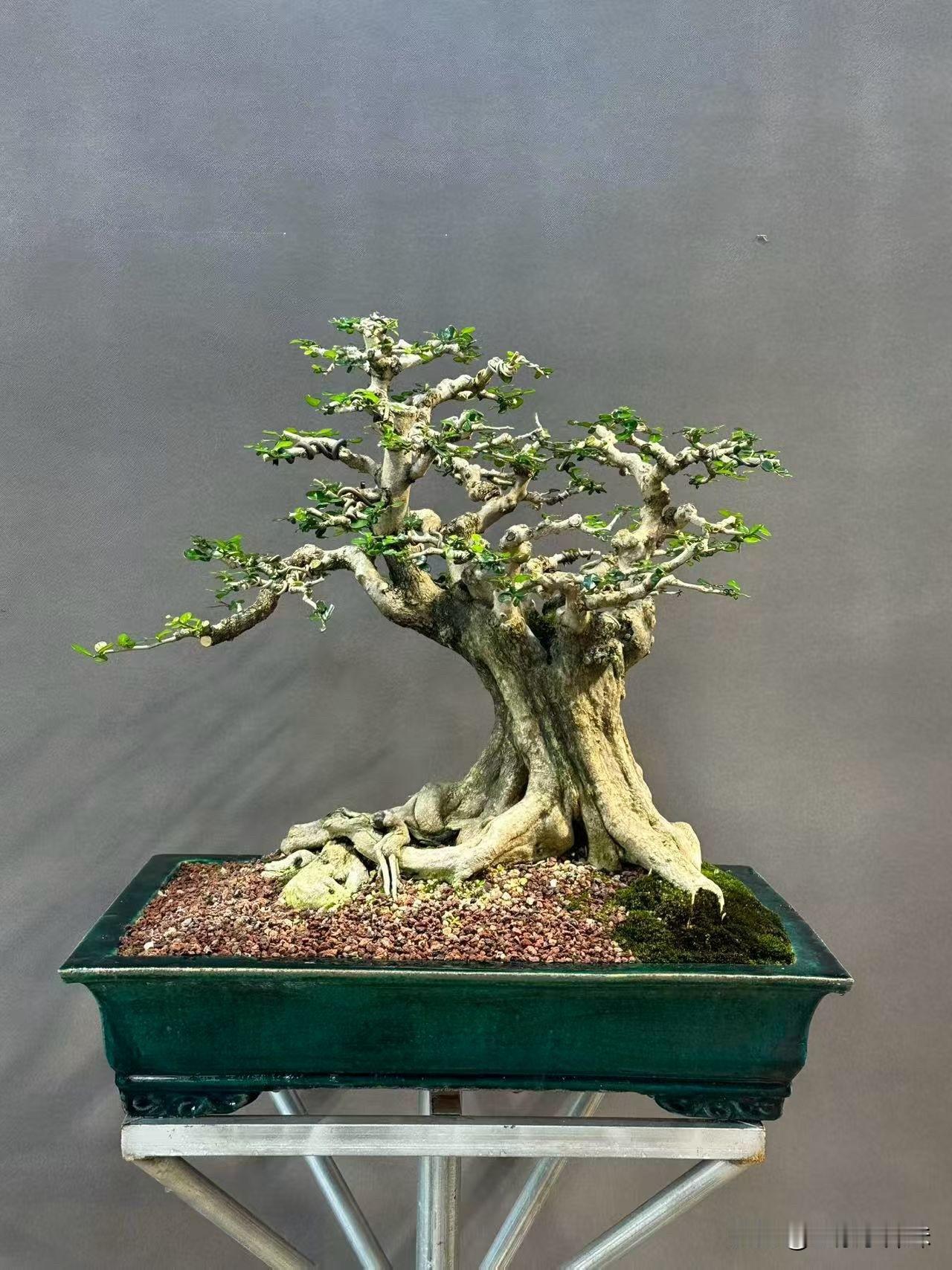 超矮霸海南博兰