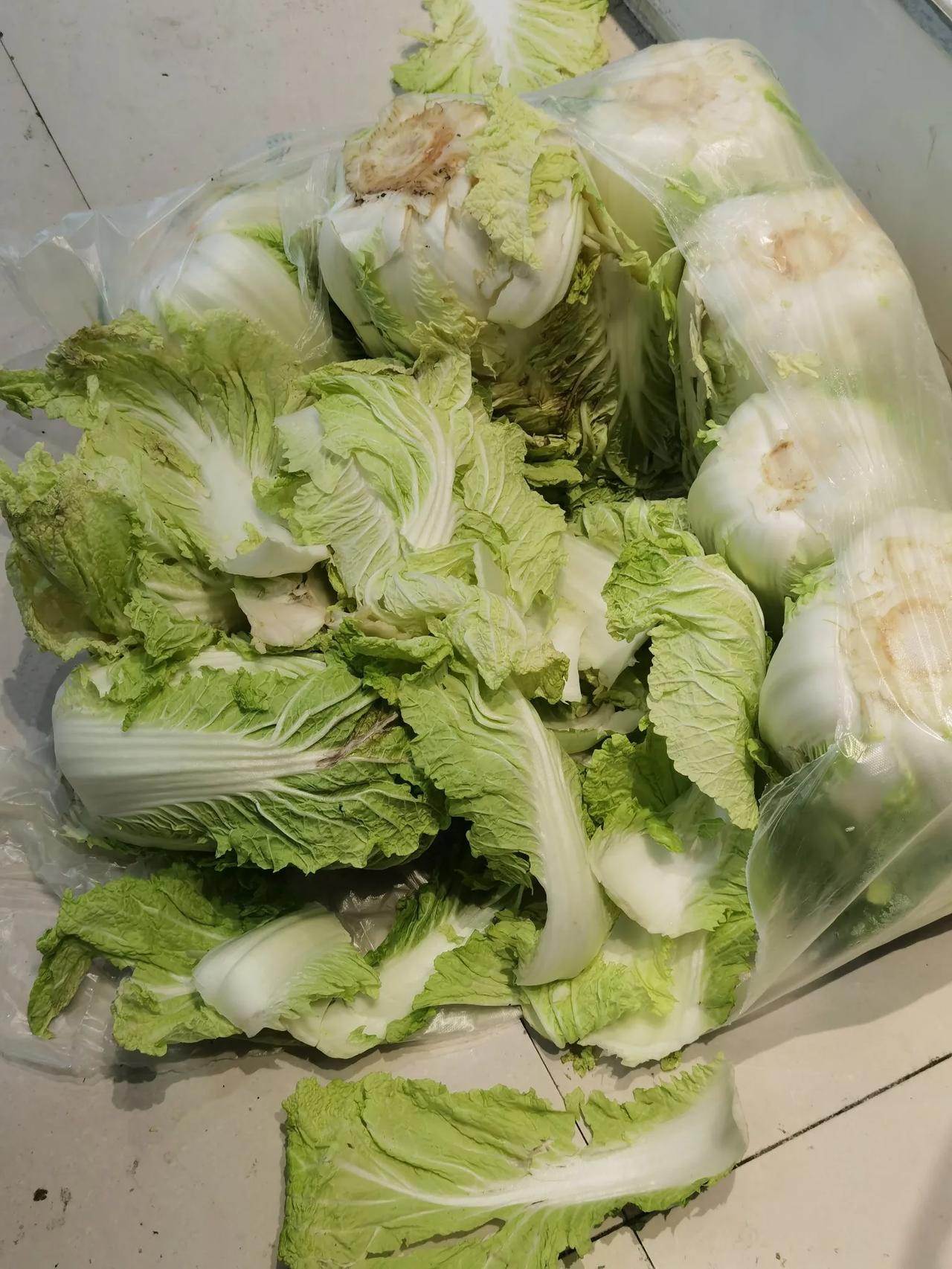 最近大白菜物美价廉，人们增争相购买，有的人不自觉，把叶子扒拉了一堆。