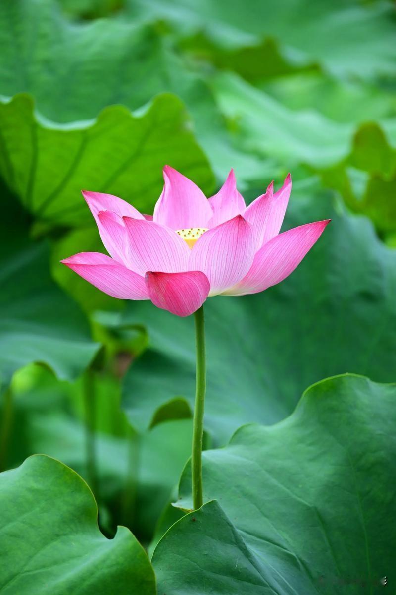 盛夏荷塘绿意铺满地，粉荷亭亭立在碧水间。
清风拂过荷叶轻晃，花香淡淡沁人心脾。