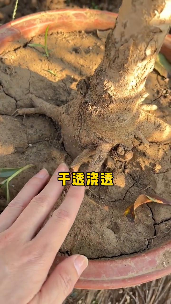 桂花浇水"救命"口诀。
桂花浇水救命口诀，简单粗暴，真实有效。干透浇透，很快死透