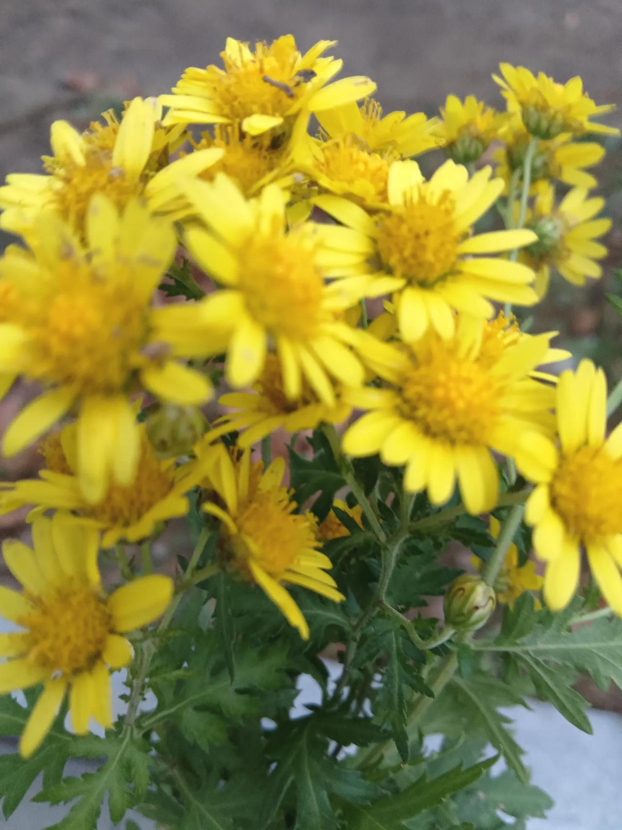 #菊花什么颜色最好看#今天的菊花好看吗？