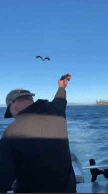 这不是美国的国鸟？