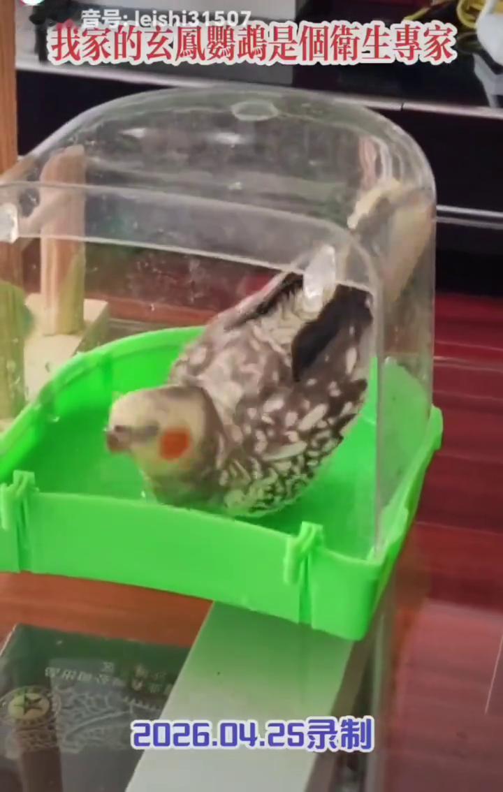 我家的玄国鹉是个卫生专家。
2026.04.25录制。