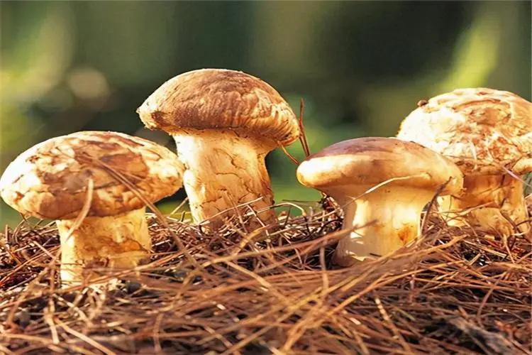 春天这种菜吃多了可能会得癌！很多人家里正在做，早了解早受益！

