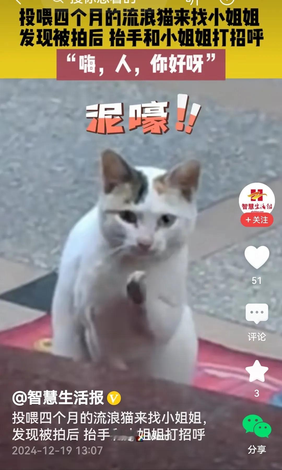 还真是，视频里的流浪猫见到给自己送饭4个月的小姐姐开始打招呼。牠先是抬起“左手”
