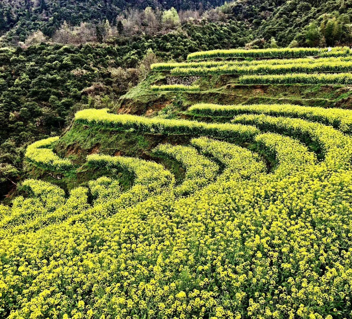 2. 邂逅梯田油菜花海，满目金黄撞入眼底✨。花瓣簇拥着春光，风里裹着清甜的花香，