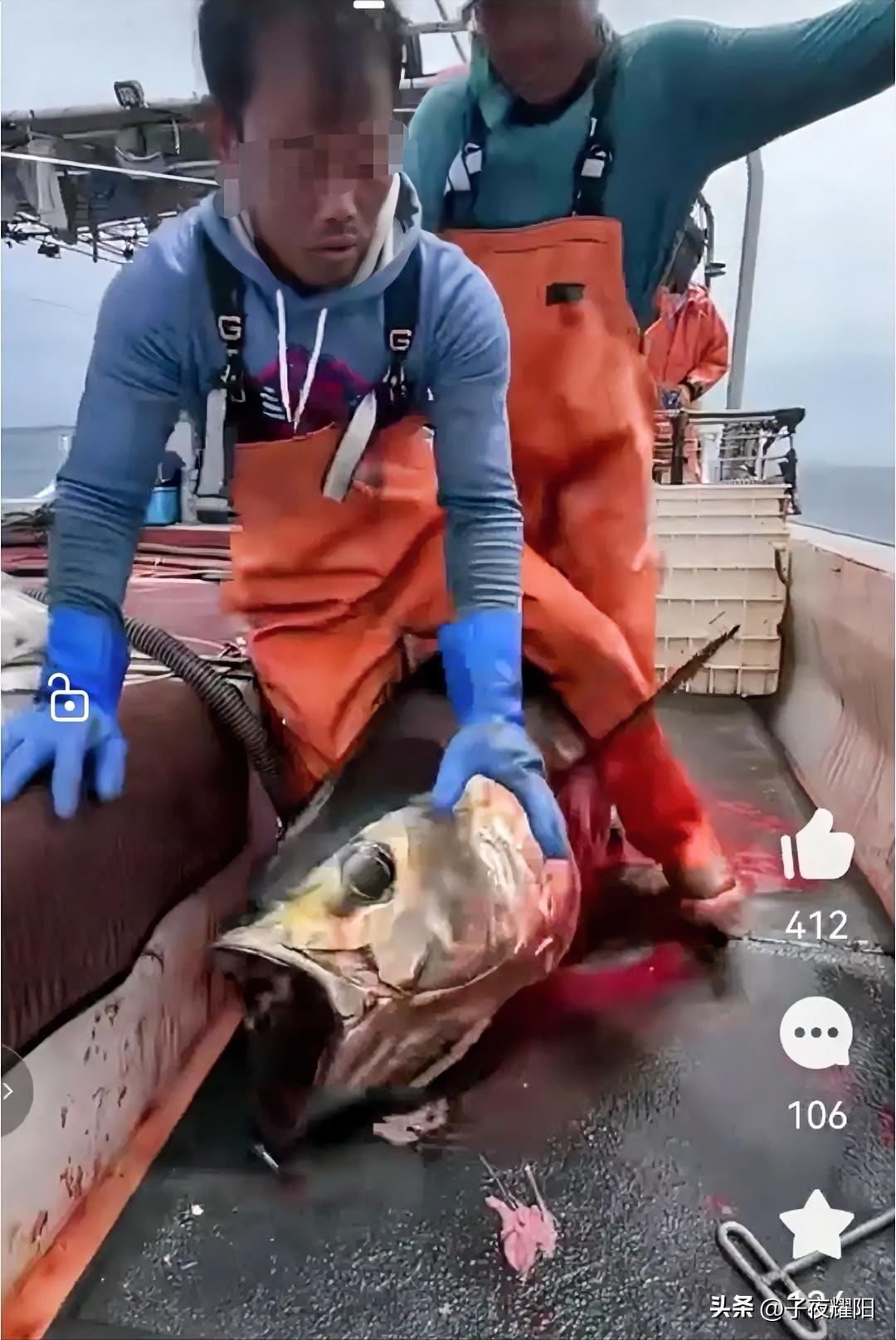 这种取命的方式太残忍，简直不忍直视。图中是在一艘远洋捕鱼船上，两名工人正在对一条