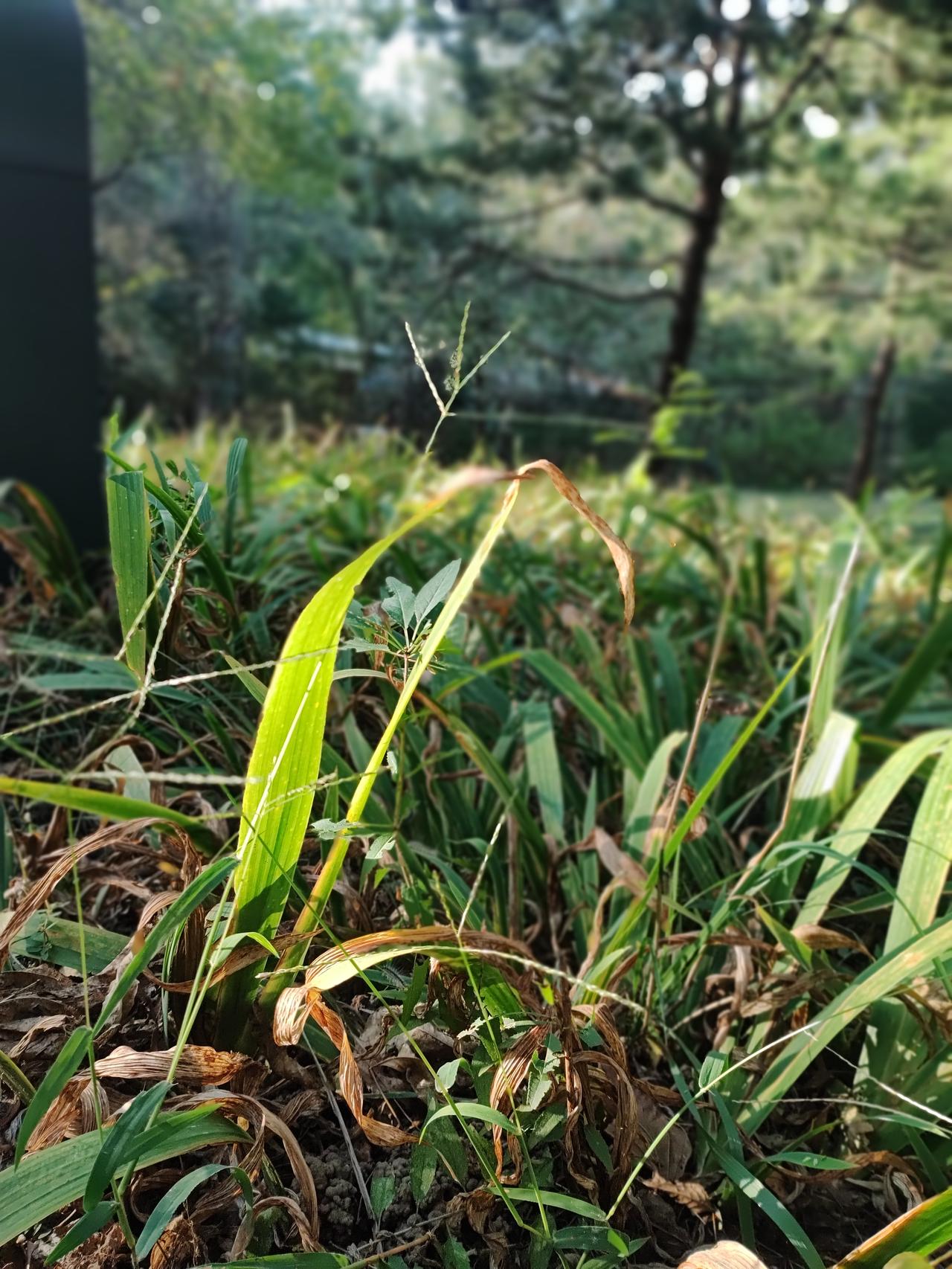 你发现没有
我们一方面认为秋天是收获的季节
另一方面又觉得秋天是萧瑟的季节

每