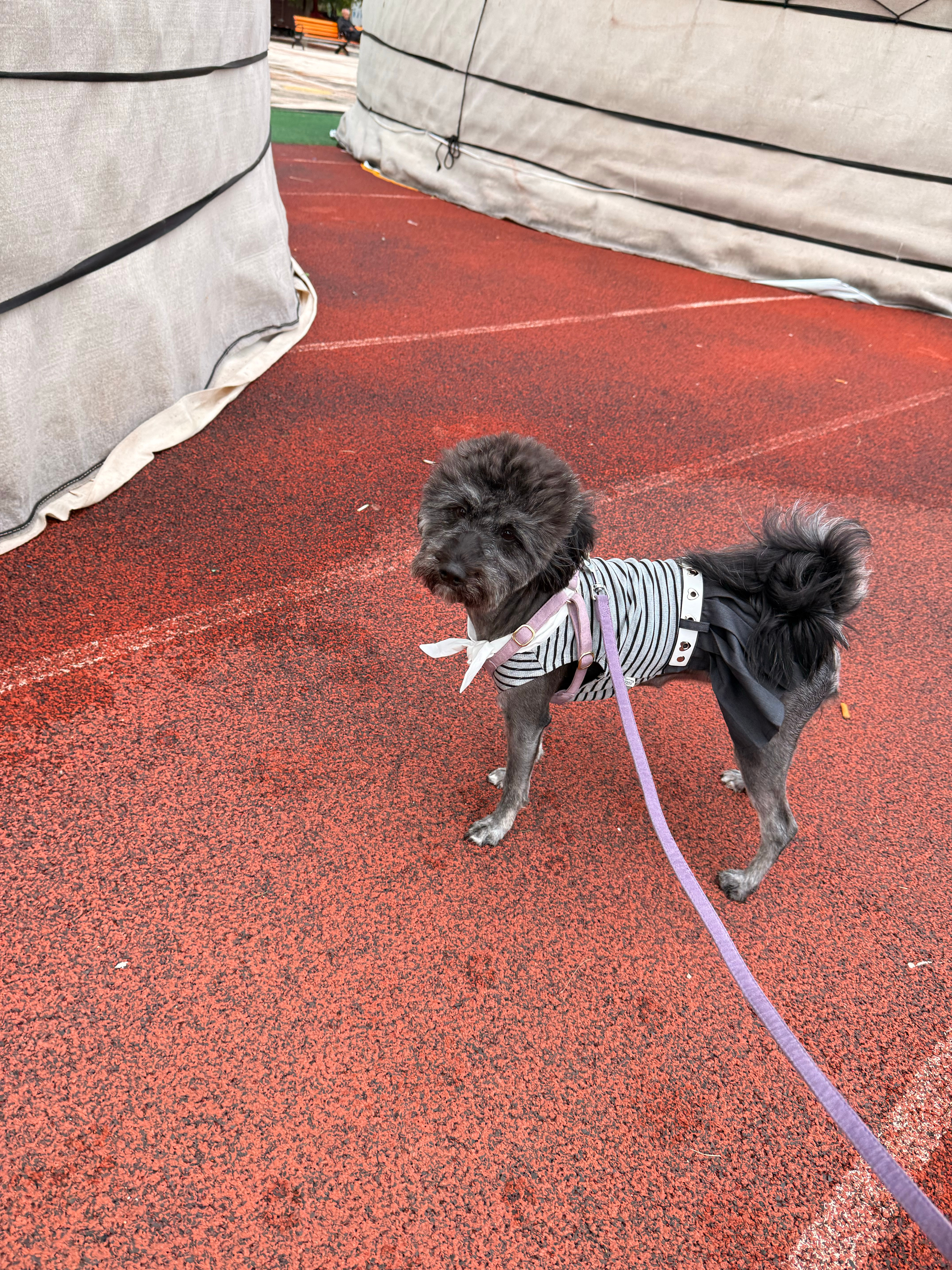 狗儿这个萌🐶lu姐一岁半了  越来越能听懂话越来越粘人了  一只长在人身上的狗