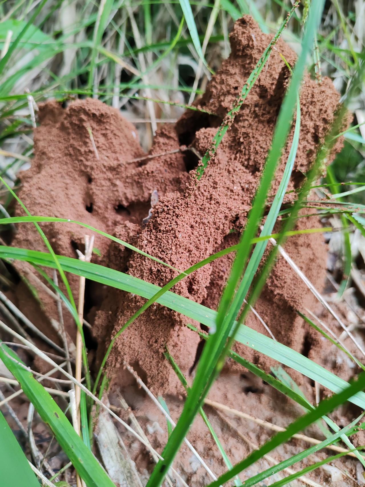 用镜头记录生活听说这是蚂蚁的宫殿，我就想请问这个只供蚁王和首领住的吗？还是普通的