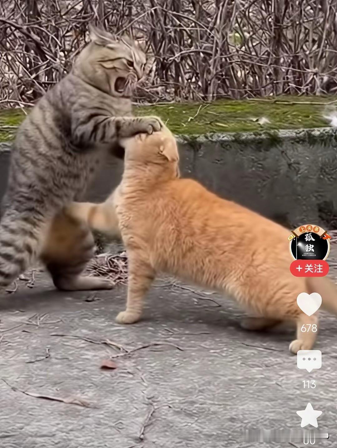 两猫打架，各使绝招，一招泰山压顶，猛击天灵盖；另一个不甘示弱，一招猴子摘桃，直奔