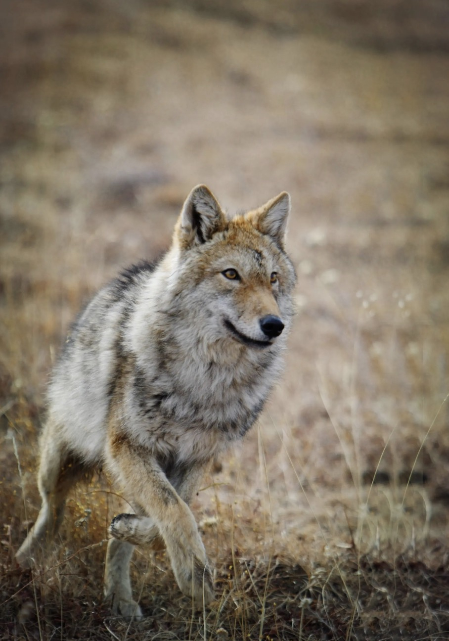 【#李微漪回应重返狼群重映#：泼天的流量并不想接】#李微漪发手写信呼吁与动物保持