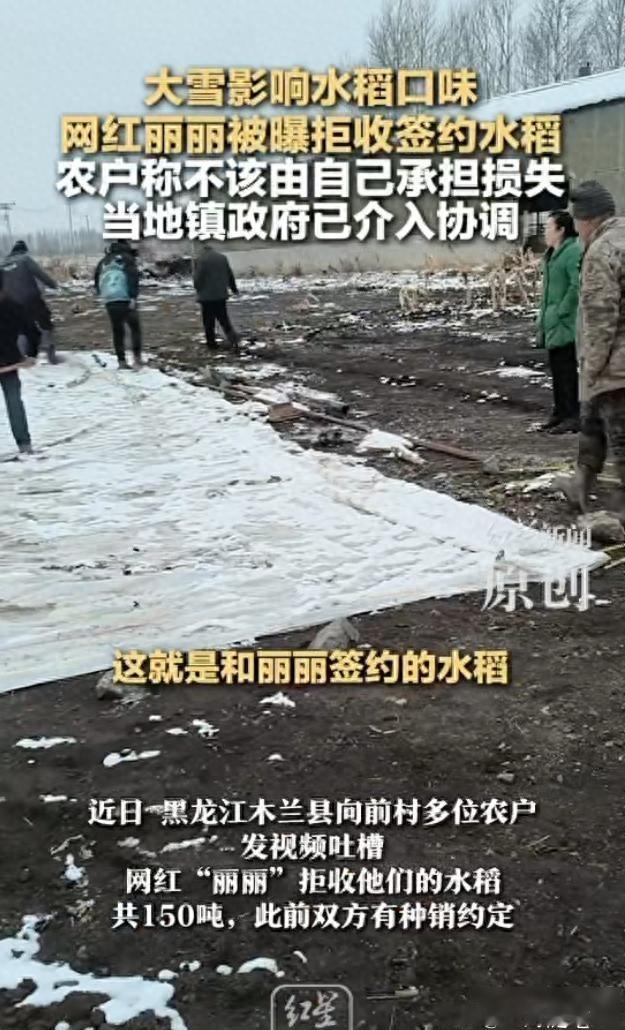 大雪影响水稻口味，网红“丽丽”被曝拒收签约水稻，
农户称不该由自己承担损失，当地