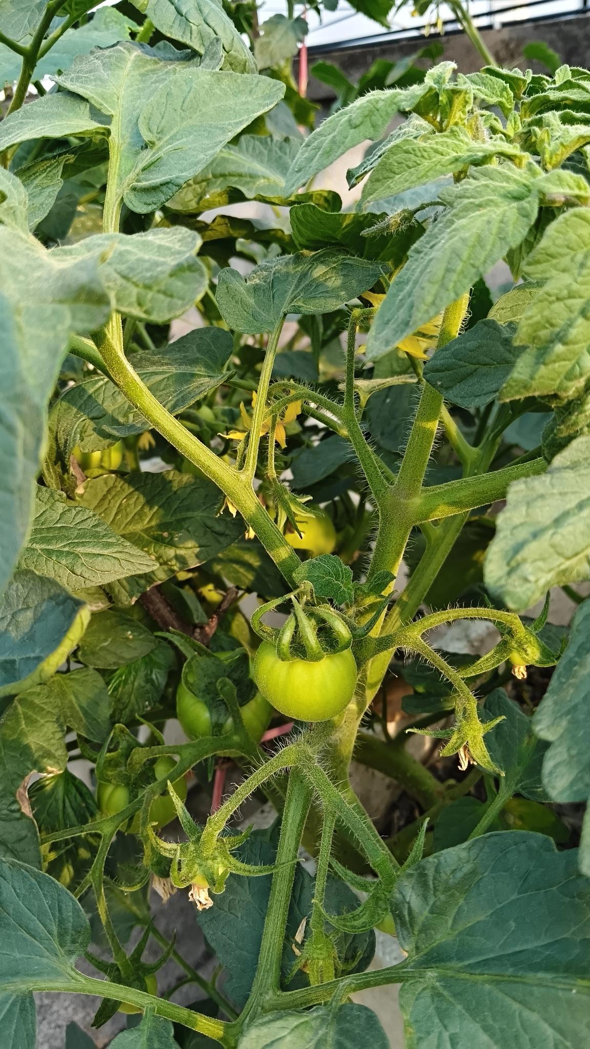 老妈的屋顶小“菜园”
今日生活小确幸
老妈从她屋顶小菜园里摘了几根还带着顶花的黄