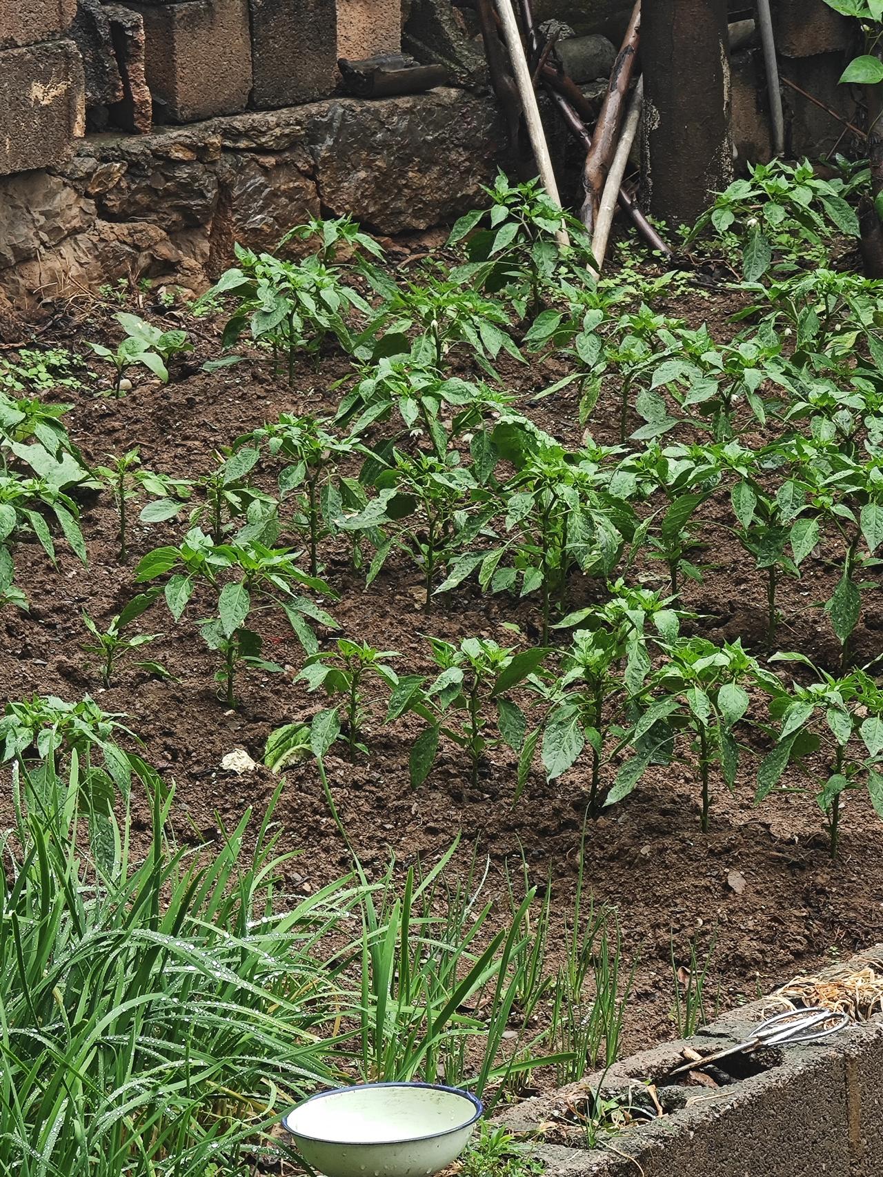 天天大晴天的时候，心里就盼着能下场雨，给这干巴巴的世界降降温，滋润滋润我种的小菜
