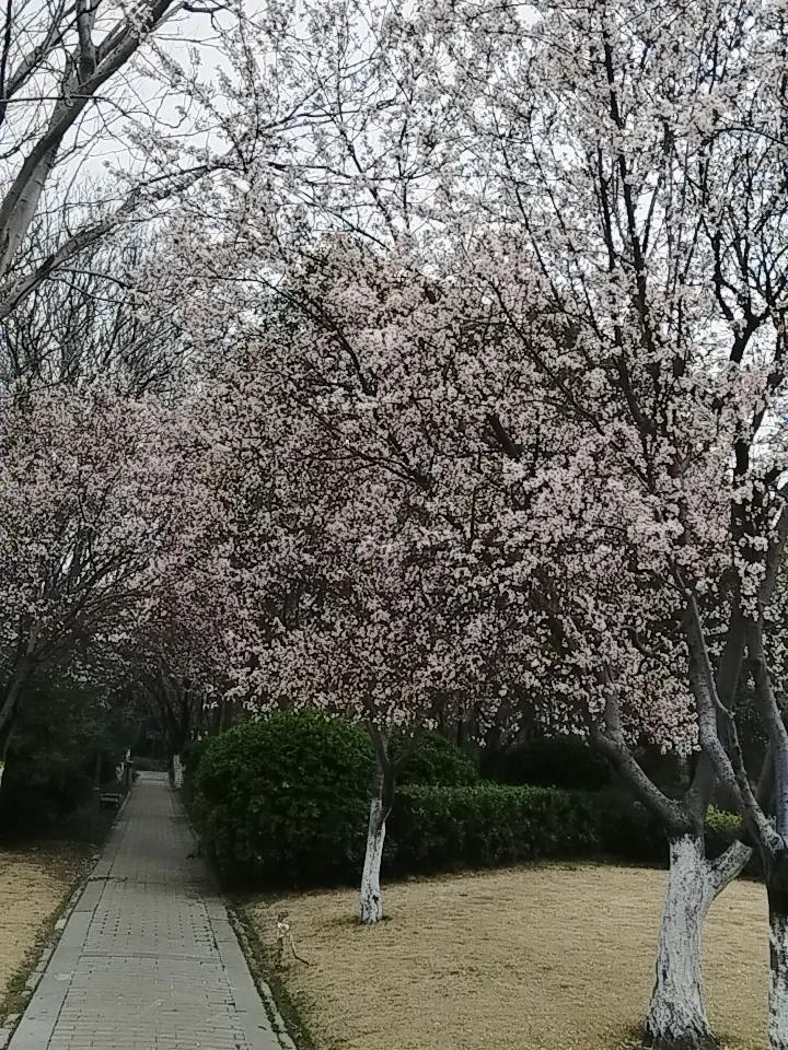 春天已经悄悄来了
虽然现在还有冬天的冷意
但是花儿已经开放了，树也已经发芽了
一