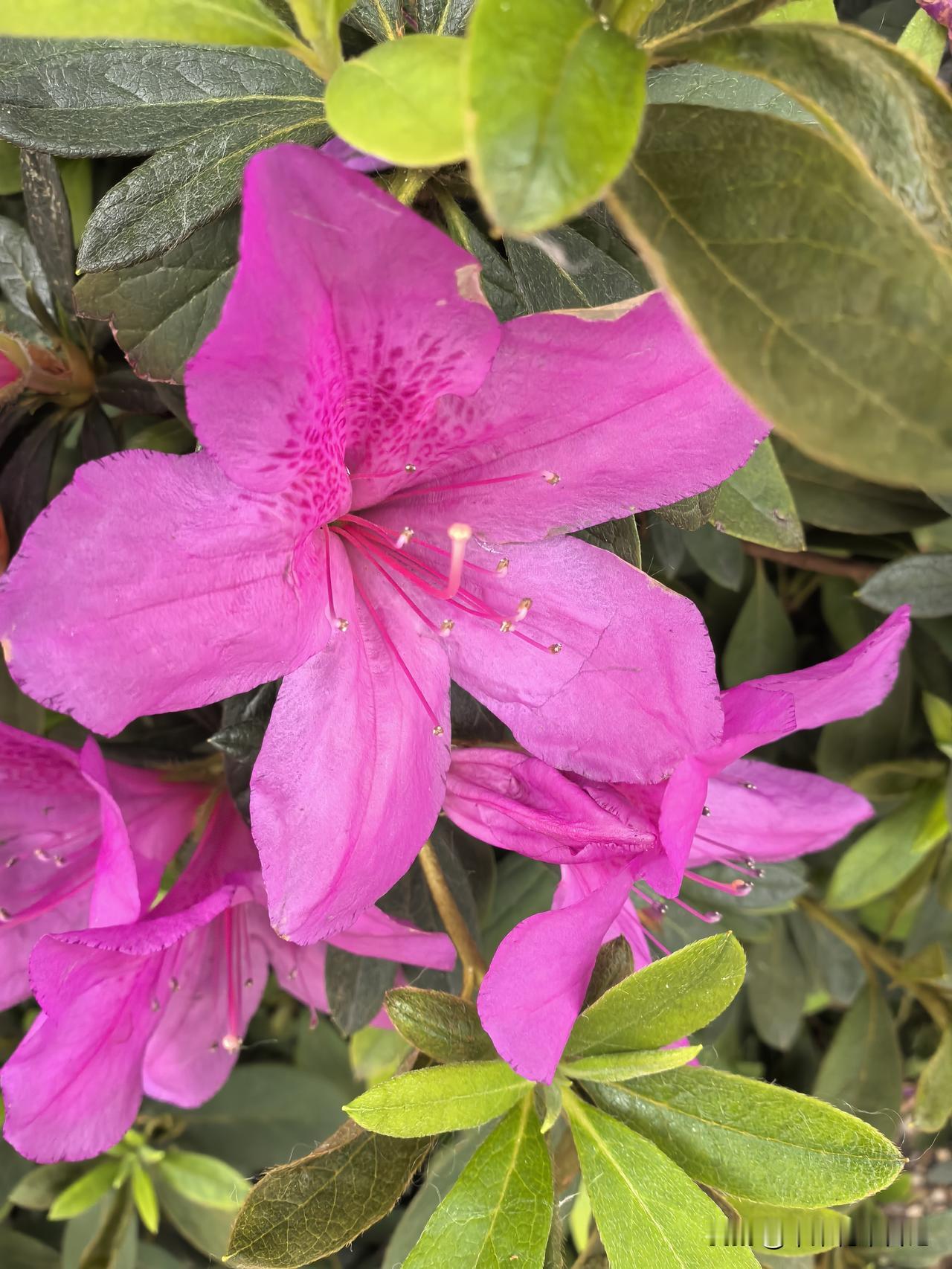 锦绣杜鹃绽
紫韵漫芳开
满目皆佳景
游人赏兴来

娇艳杜鹃
