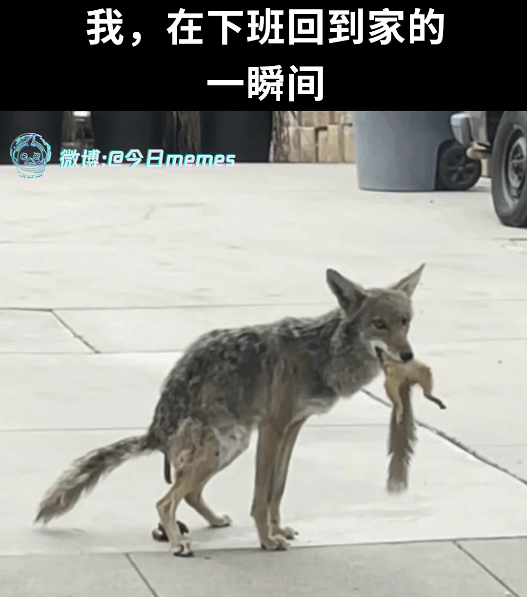 效率（9gag）今日meme[超话] 今日memes ​​​