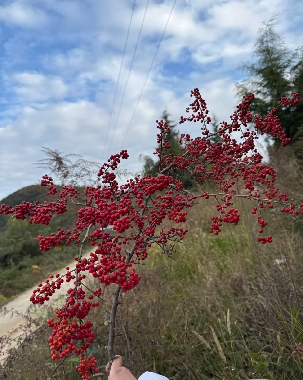 有没有人认识这个
不知道你们小时候有见过吗？
我小时候家里很多
我也很喜欢吃，我