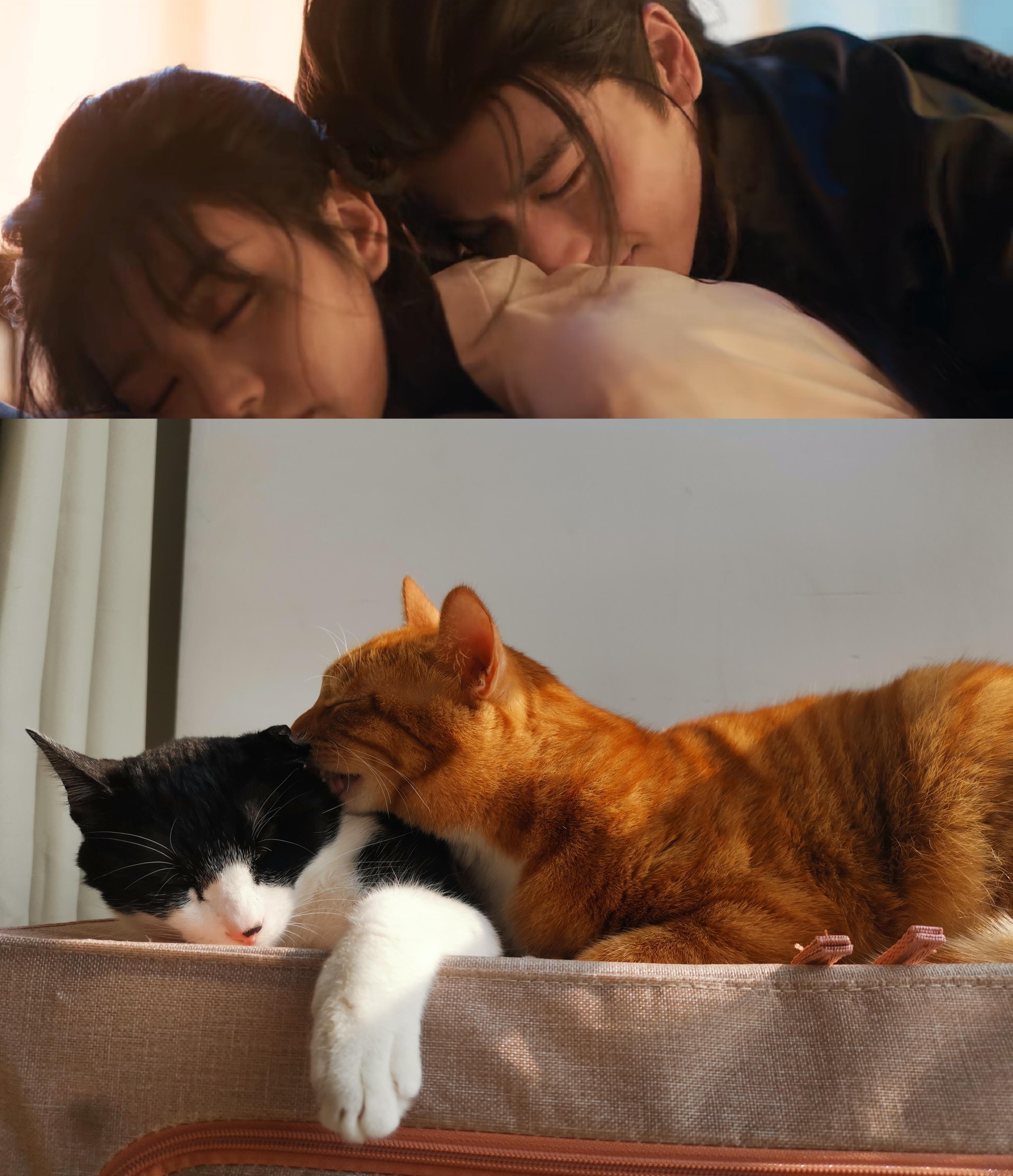 这这这长玉和谢征？这对吗这对吗 猫蜜汁姿势张凌赫  |  田曦薇  |  田作之