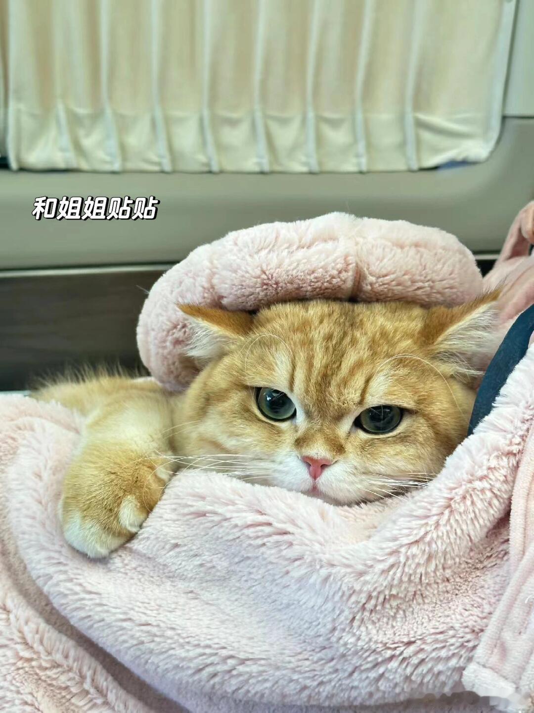 萌届最成功的猫🐈能不能换我躺鞠婧祎怀里