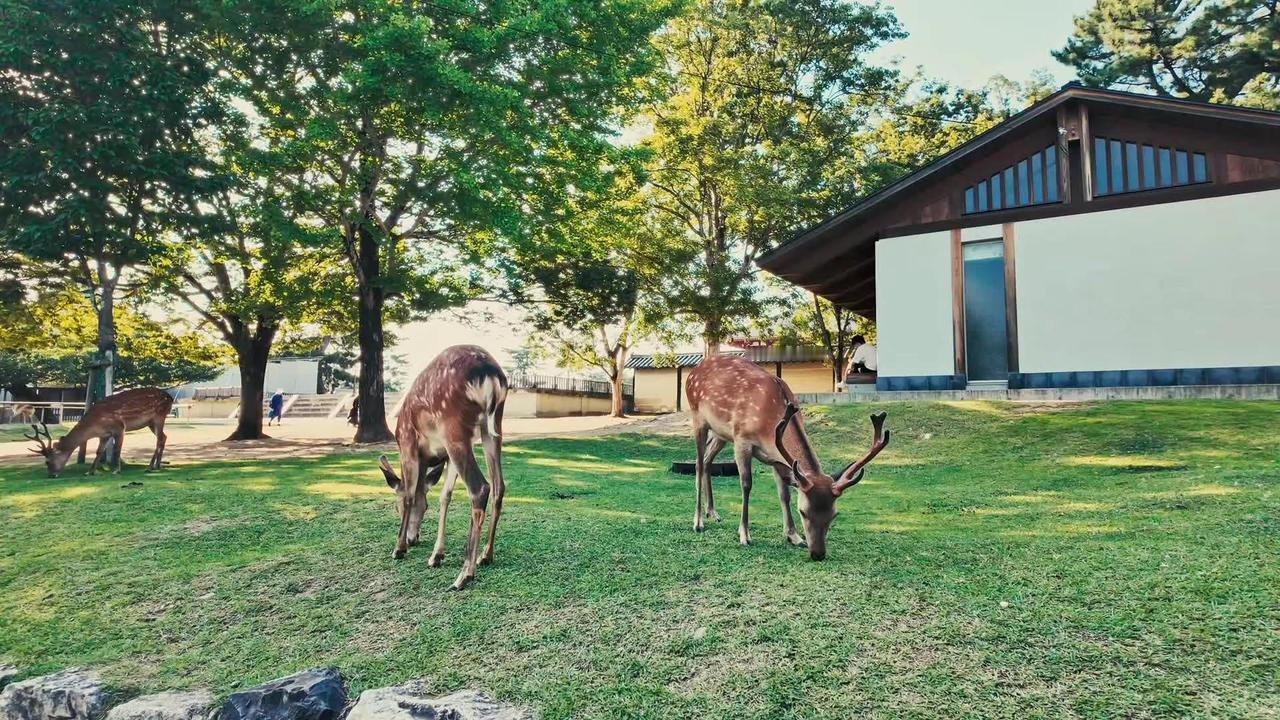 Stay with me. 夏日回忆调色 大阪 东京