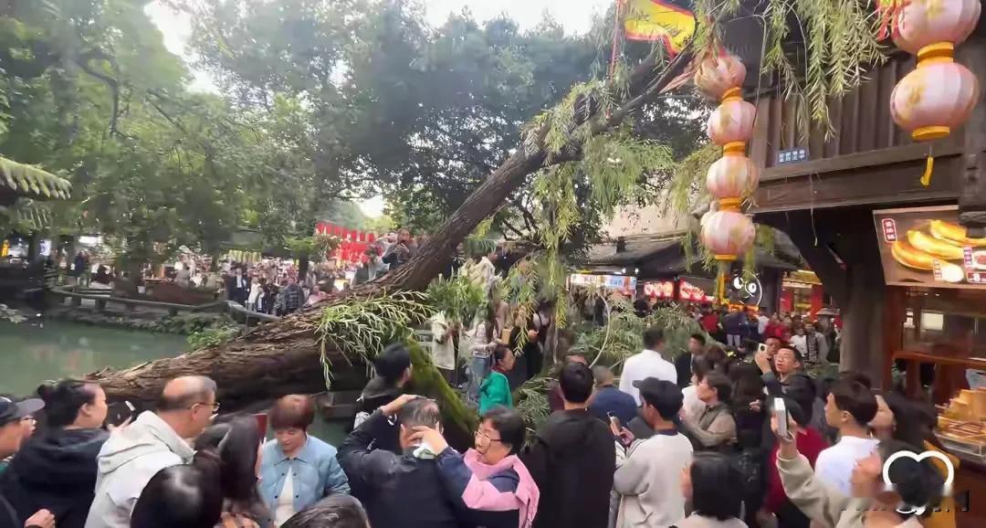 成都锦里一棵大树突然倒塌，有游客被砸中受伤。事发10月25日17点50分，在四川