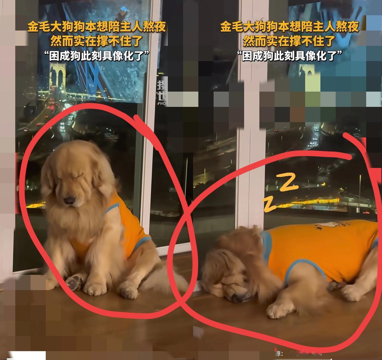 “困成狗”！大家快来看，困成狗真就是这大金毛的样子[笑哭] 耷拉着眼皮头一点一点