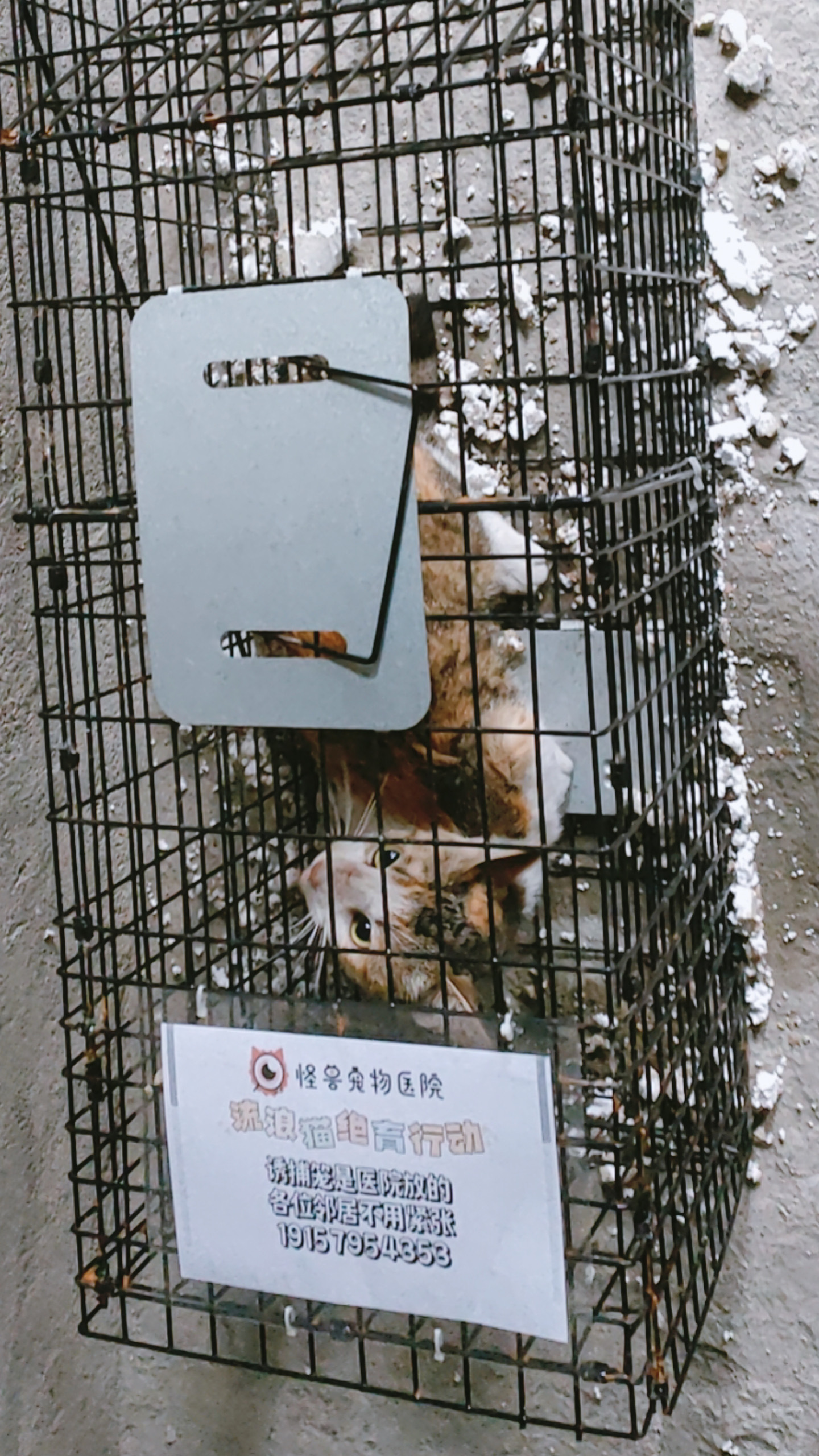 端午绝育大礼包已送达~三天前就抓到它了，但医院最近太忙了，养了两天，今天才得空把