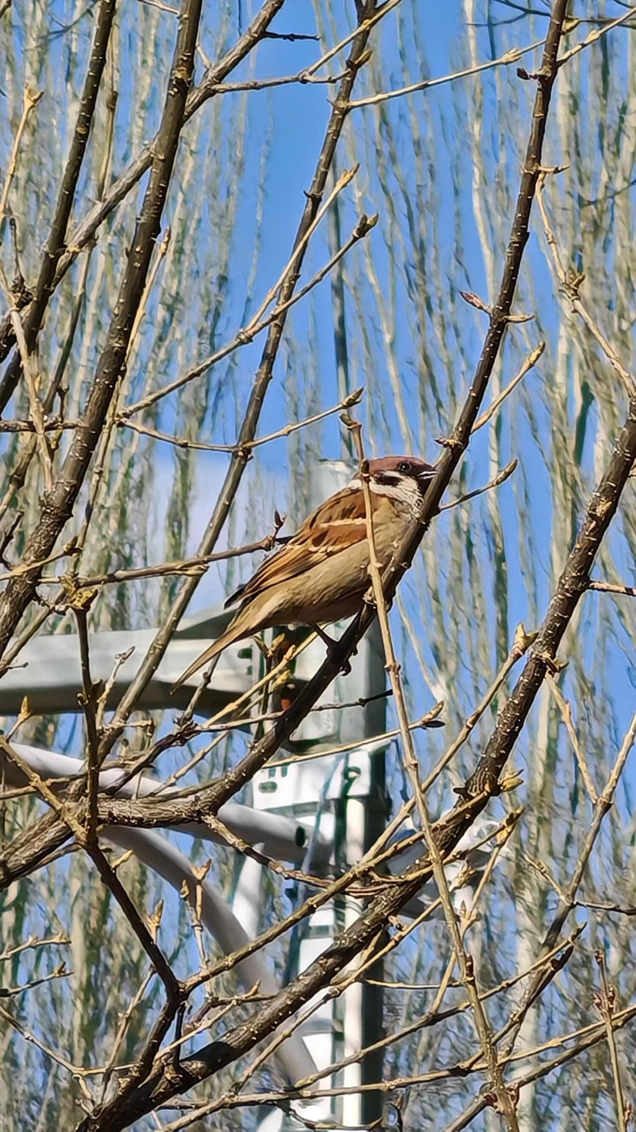 春天是人间的布洛芬，治愈所有的疲惫，风渐渐温柔，花慢慢盛开，心慢慢暖。