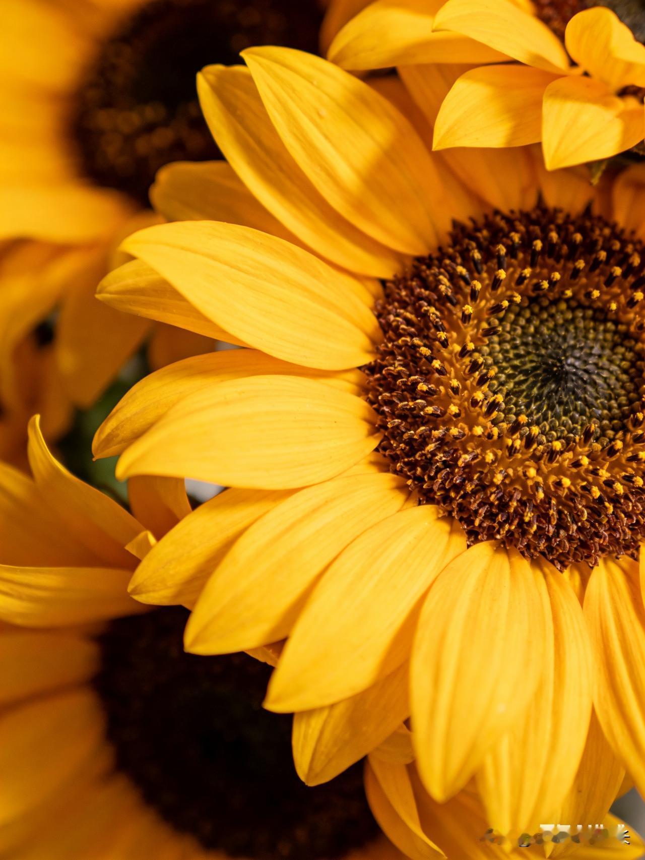 告诉你一句话，
以前傻傻的，总把自己活成世界的配角。
围着家人转，围着别人的眼光