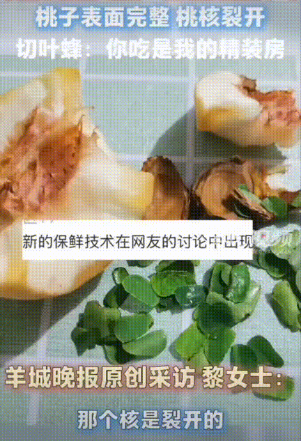 北京，一女士在吃桃子的时候吃出了绿叶！以为是桃核发芽了，结果将桃核咬开却发现里面