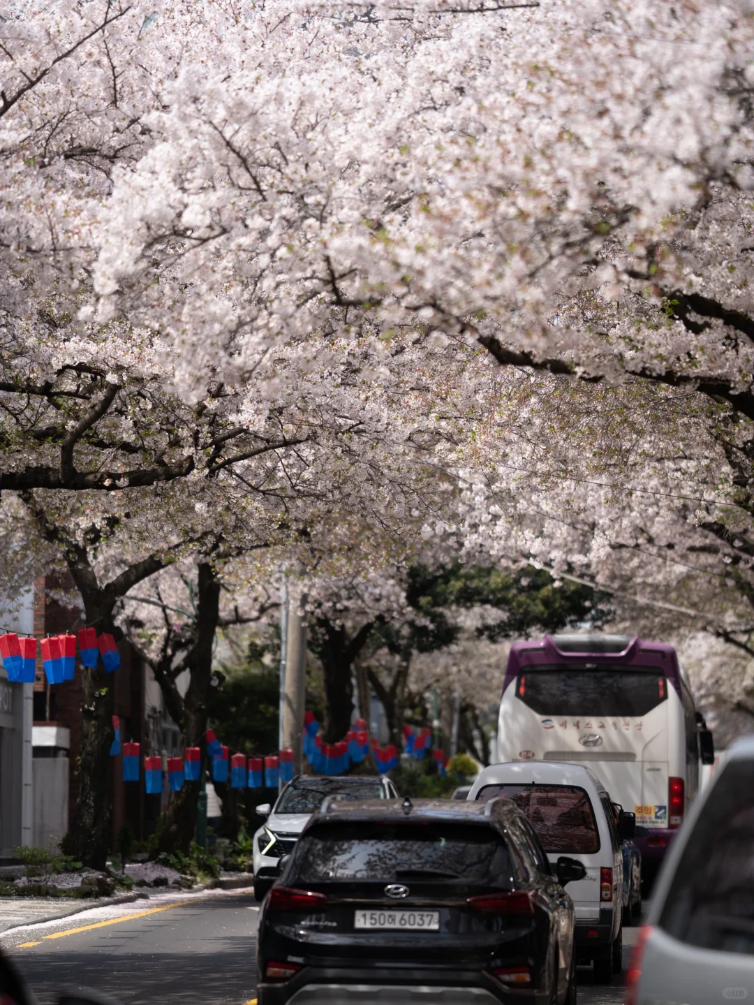 接下来的济州岛，是万万次的春和景明🌸