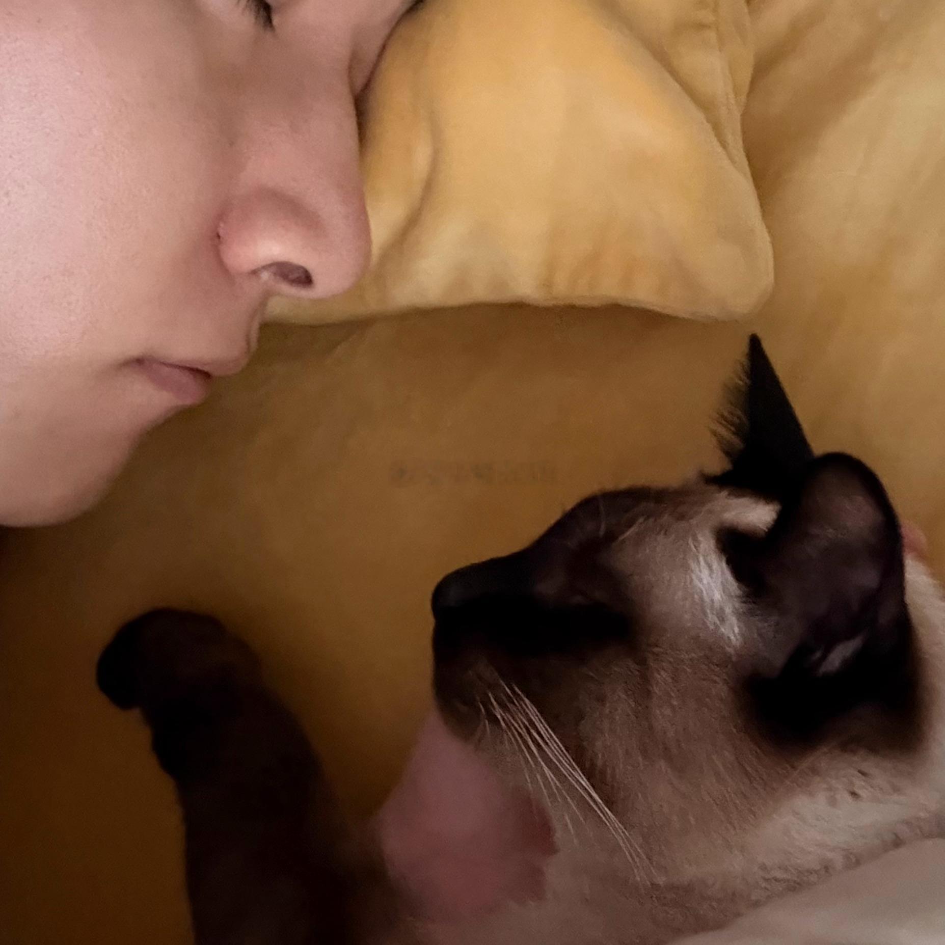 降温了，被窝里有猫，还能跟猫牵着手睡觉的快乐！谁懂啊！小帅Craft