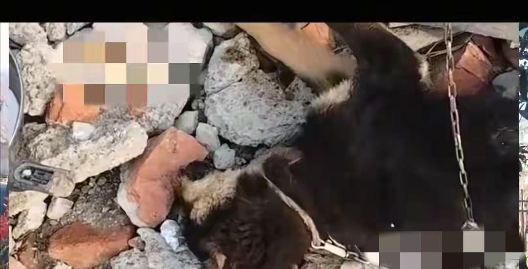 一杯过期的牛奶，竟成了毛孩子的“致命毒药”。女子盲目投喂，狗狗饮后上吐下泻、抽搐