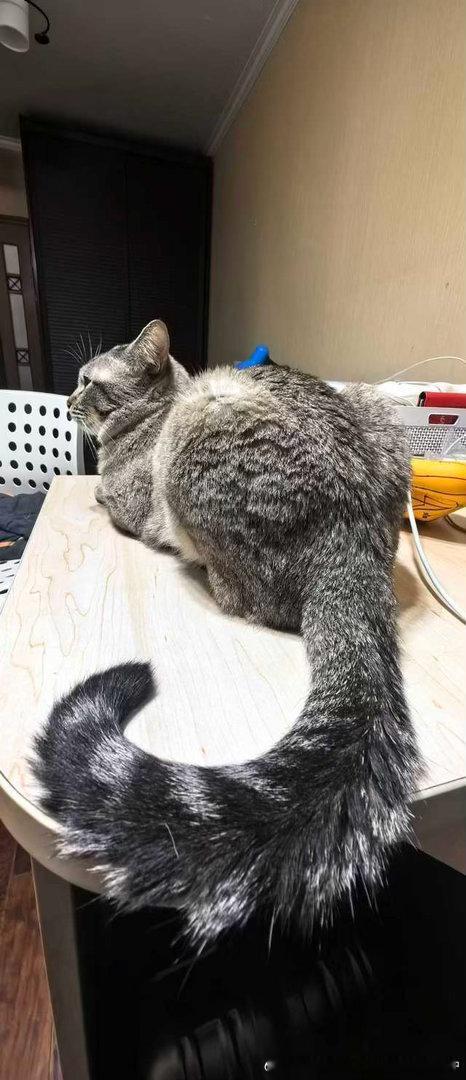 4408只黑脸龙猫 ​​​