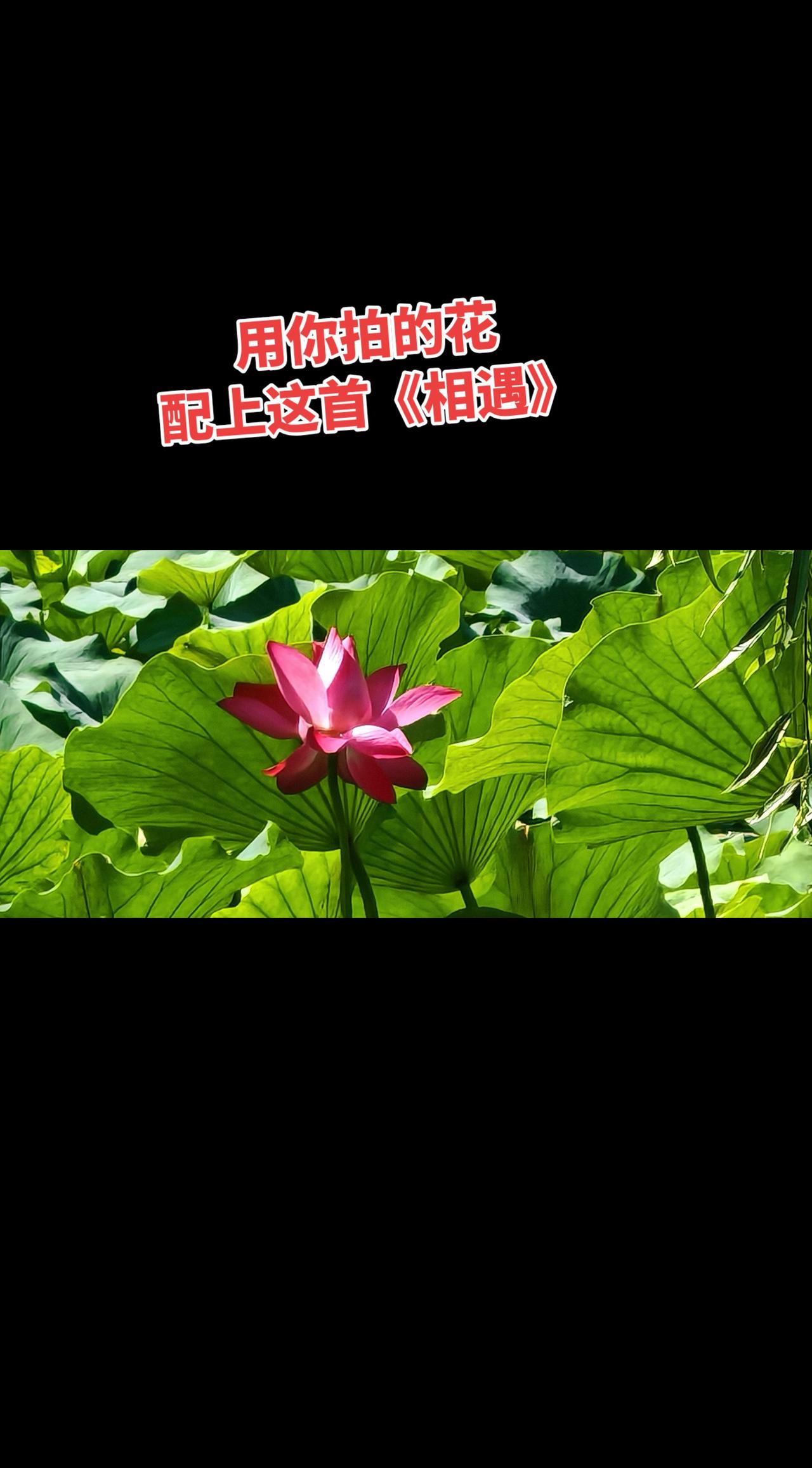 你也来试试，用你拍的花花，配上这首《相遇》，是不是很上头！