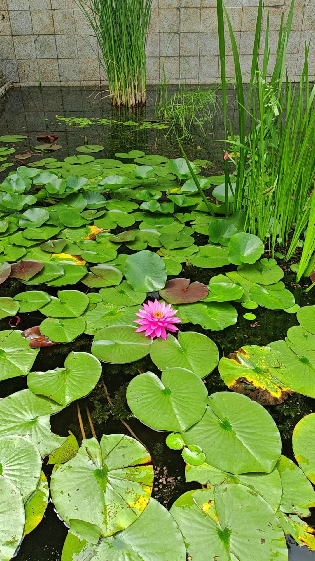 今天去沙湖体育公园溜达，那睡莲花简直美炸了！我一进去就被那一大片睡莲吸引住了。粉