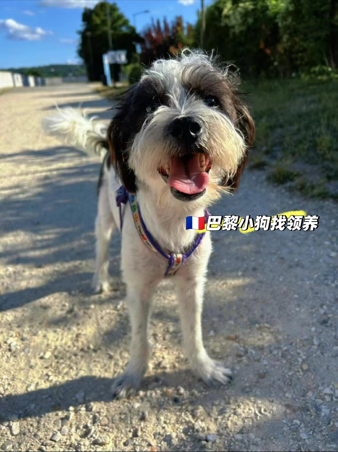🇫🇷巴黎梗犬妹妹找个家