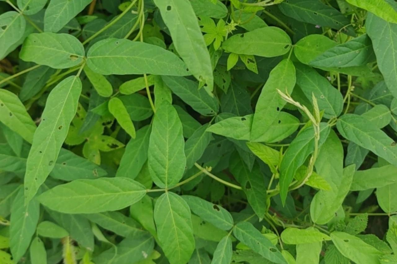 豆包竟然“劝”我不要动它！
喜欢野外探险的我，昨天下午遇见一簇植物，好奇心下取出