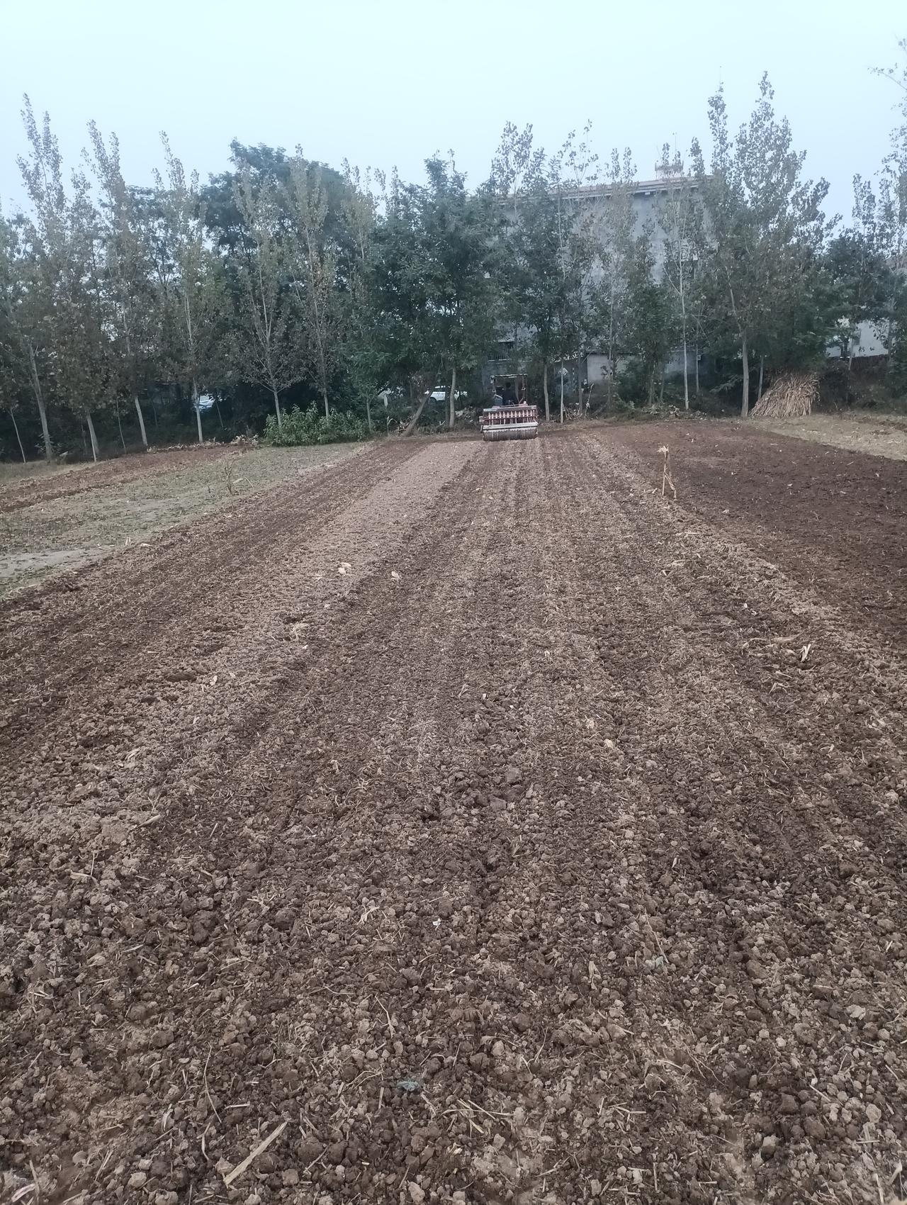 苍天有眼。
   尽管今年雨水太多了，小麦最佳播期已经过去了，但是，老天爷不杀傻