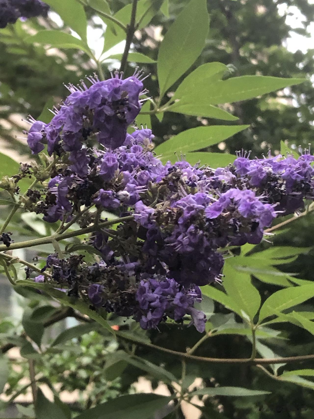 请您对下联？
下联：繁花漫绽散清香
上联：翠叶轻摇凝紫穗
下联：繁花漫绽散清香