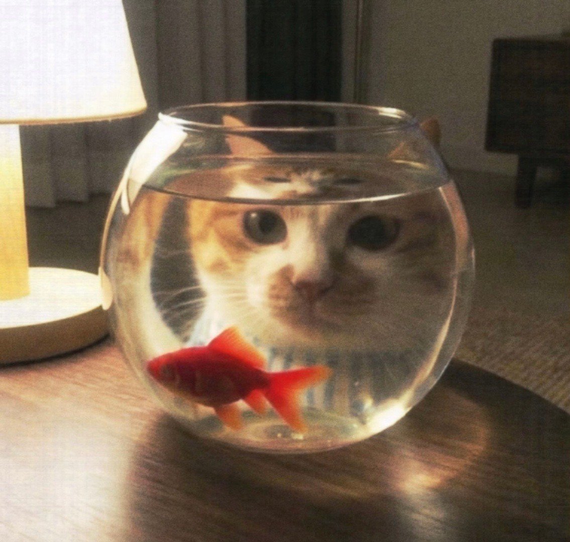 🐈 