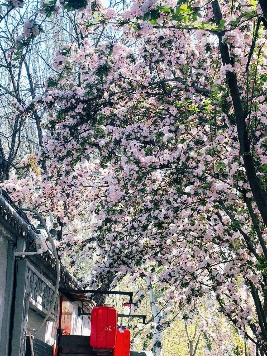 今年春天最想实现的心愿顺顺利利